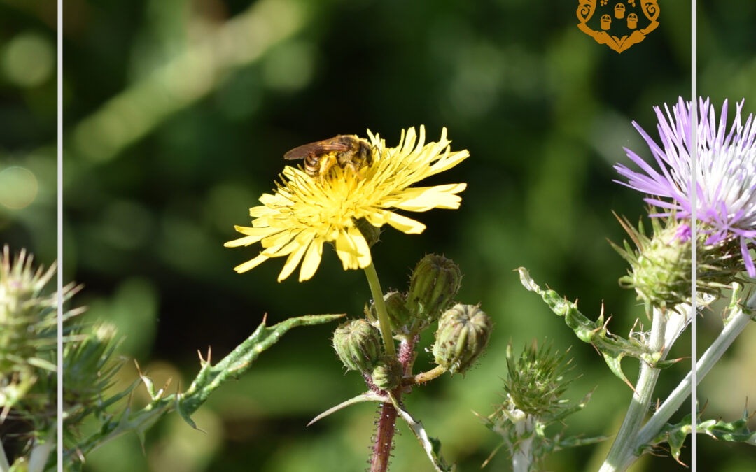 #GiornataMondialeDelleApi – vitivinicoltura sostenibile