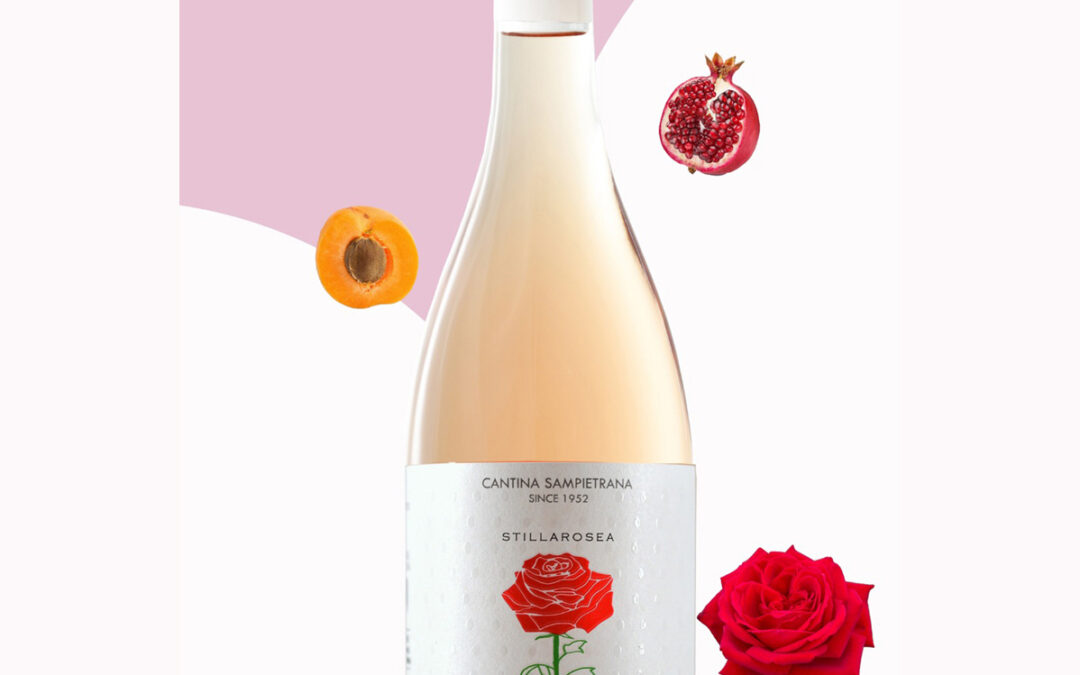 Una rosa 🌹 a maggio per festeggiare le mamme 🎉: #Stillarosea – Primitivo Rosé di Cantina Sampietrana in vigna 🥂