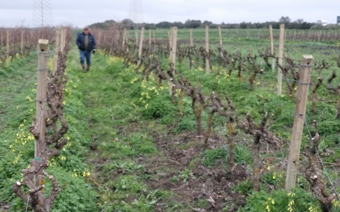 I primi lavori in Vigna dopo le Feste!