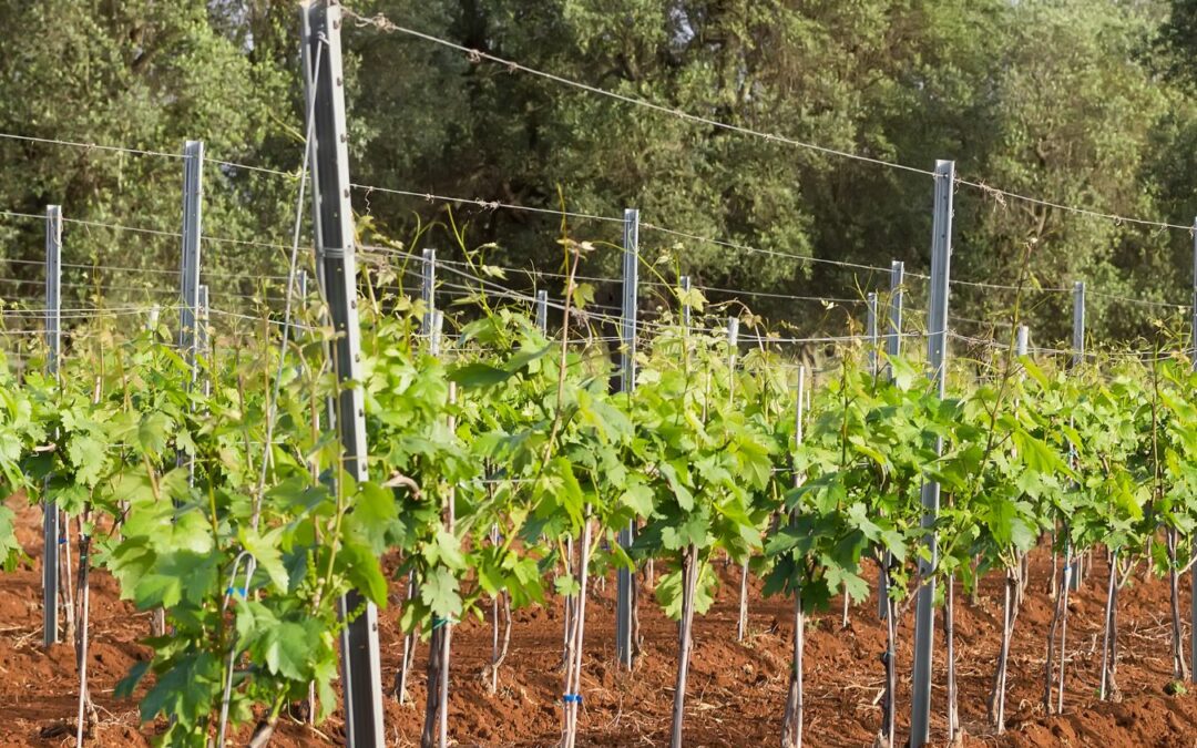 Il Terroir del Salento